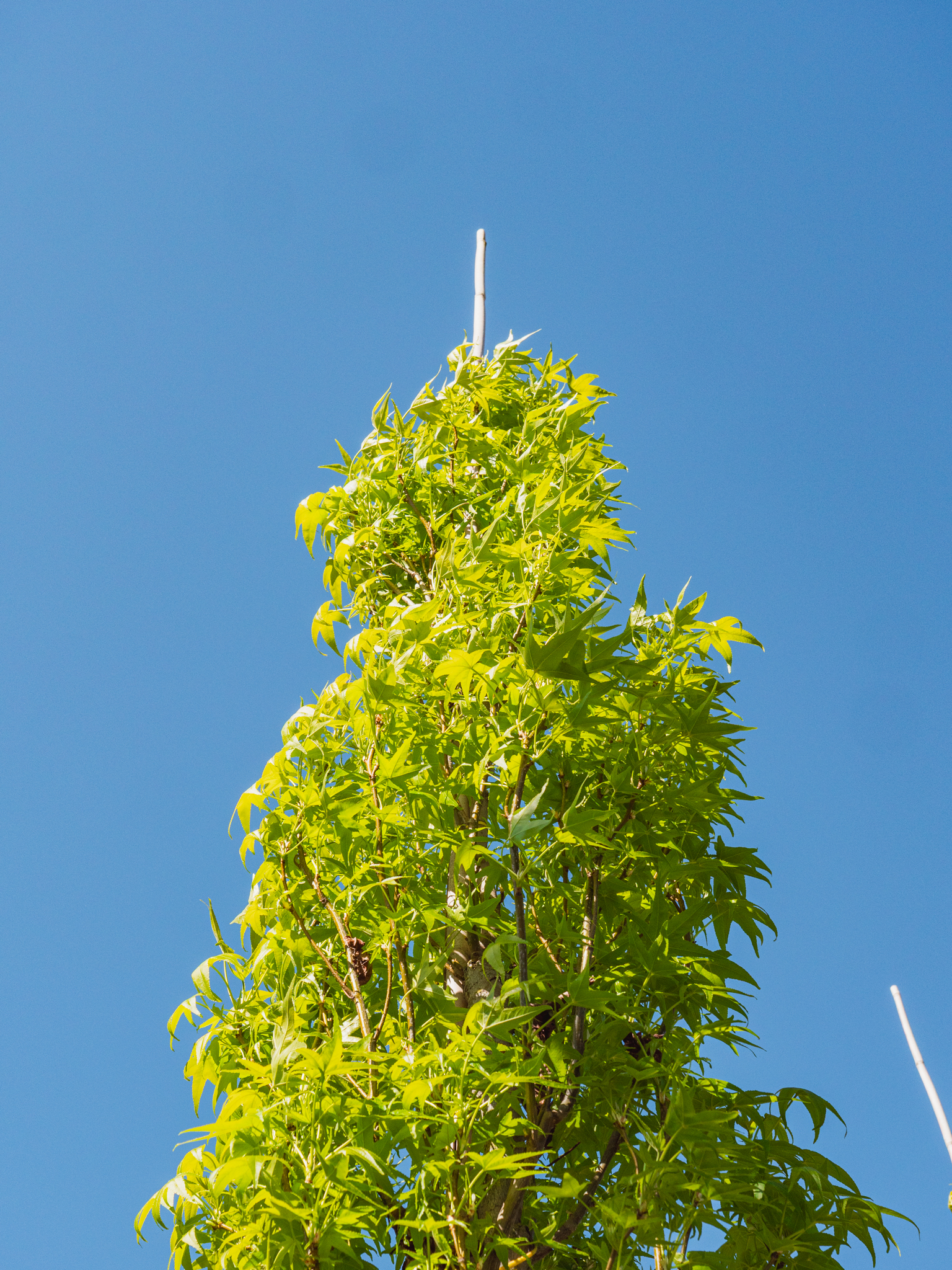 Liquidambar styraciflua 'Slender Silhouette' | Liquidambar
